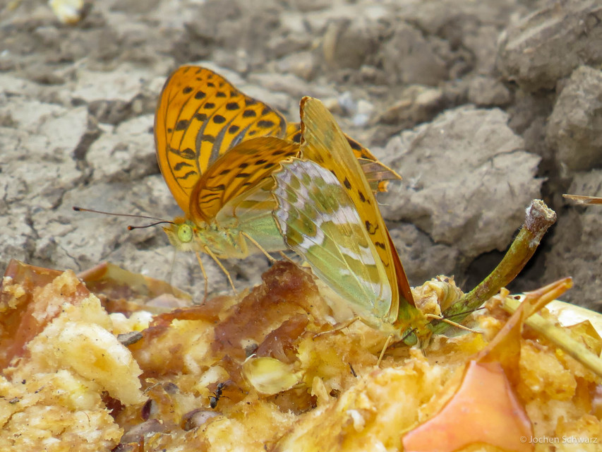 Argynnis paphia - nagy gyöngyházlepke