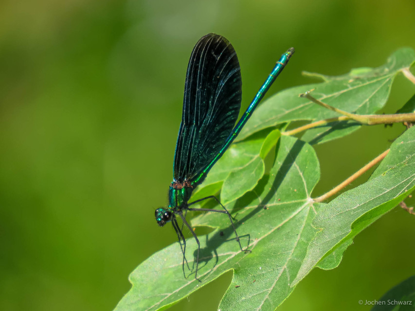 Calopteryx virgo - kisasszony-szitakötő