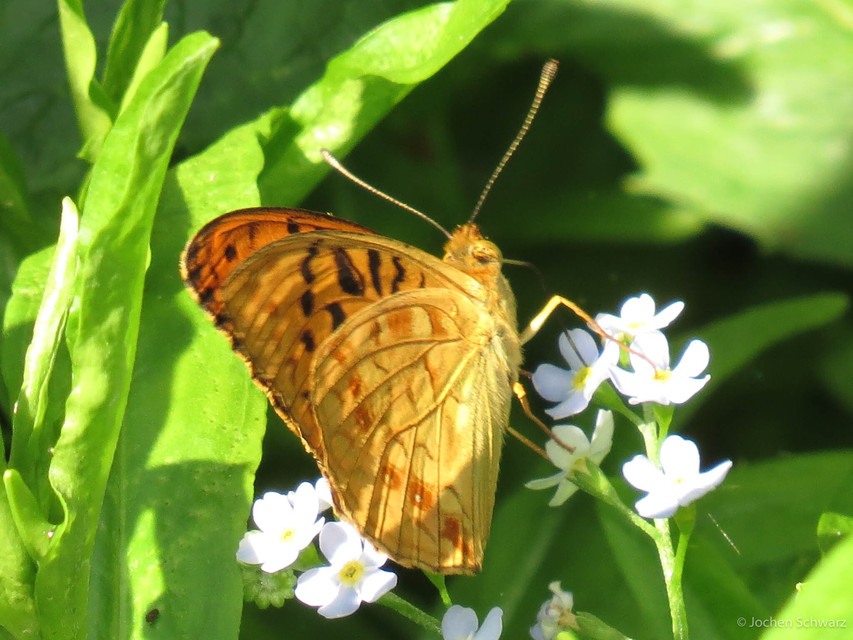 Argynnis adippe - ezüstös gyöngyházlepke