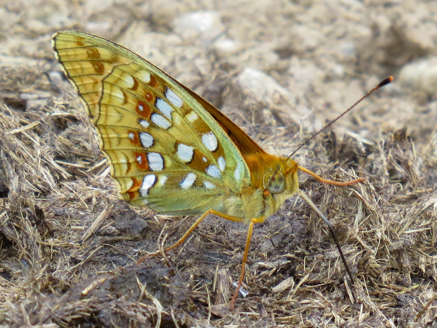 Argynnis adippe - ezüstös gyöngyházlepke