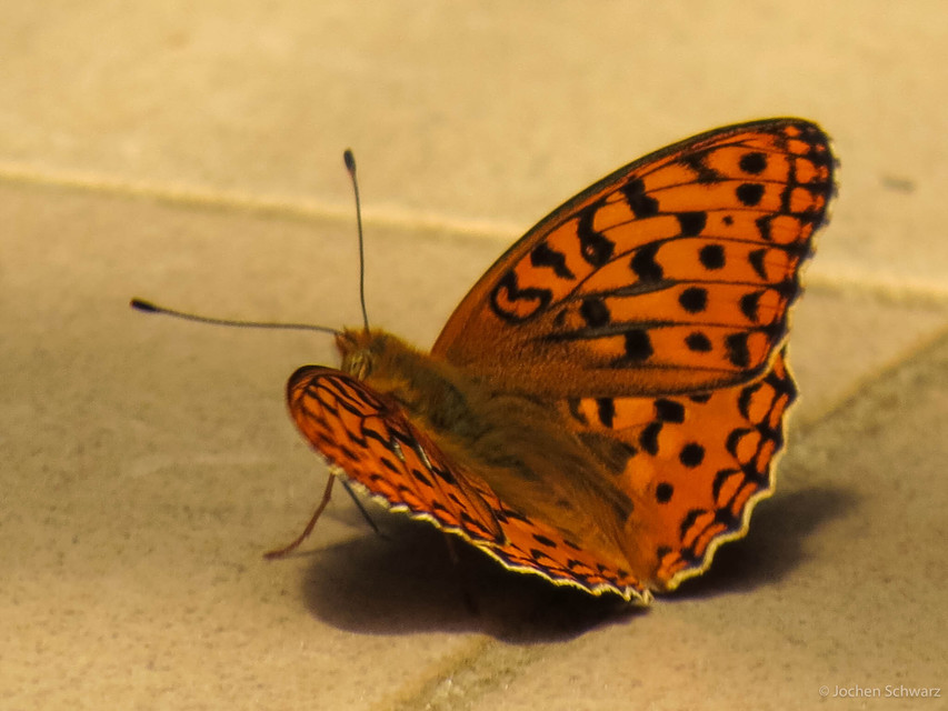 Argynnis adippe - ezüstös gyöngyházlepke