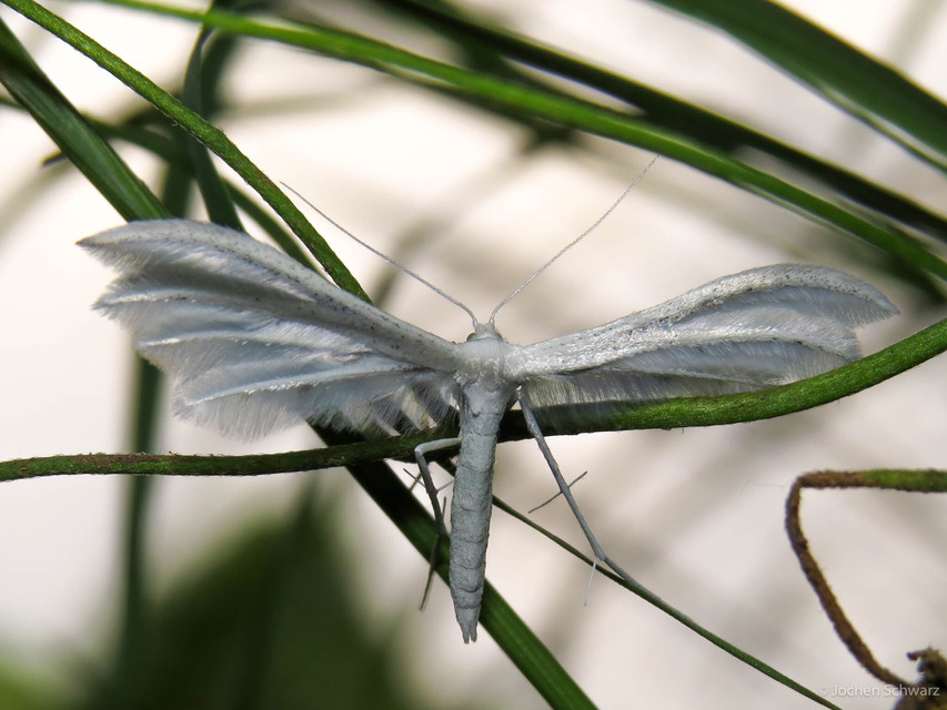 Pterophorus pentadactyla - fehér tollasmoly