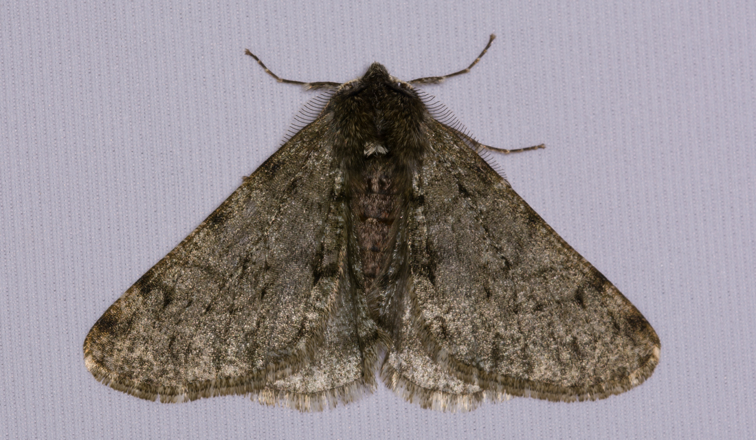 Apocheima pilosaria - zöldes tavasziaraszoló