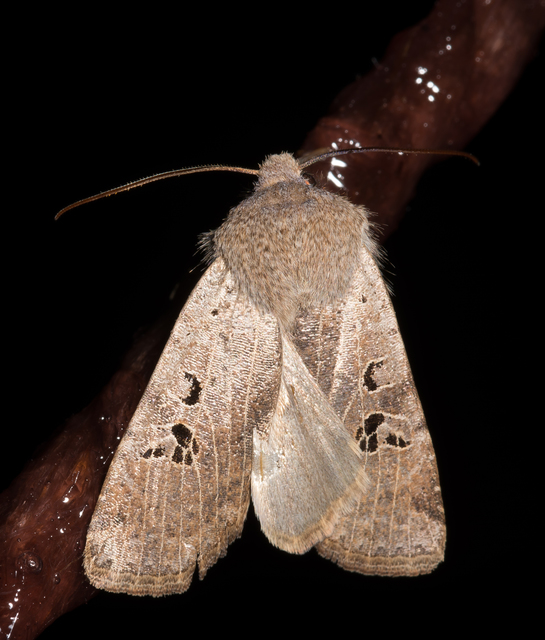 Conistra rubiginosa - szürke télibagoly