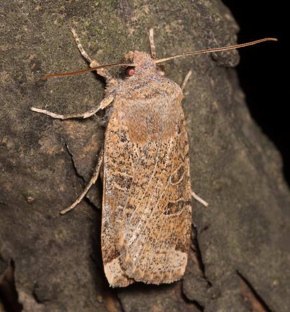 Conistra veronicae - veronika-őszibagoly