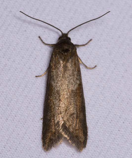 Tortricodes alternella - tavaszi sodrómoly