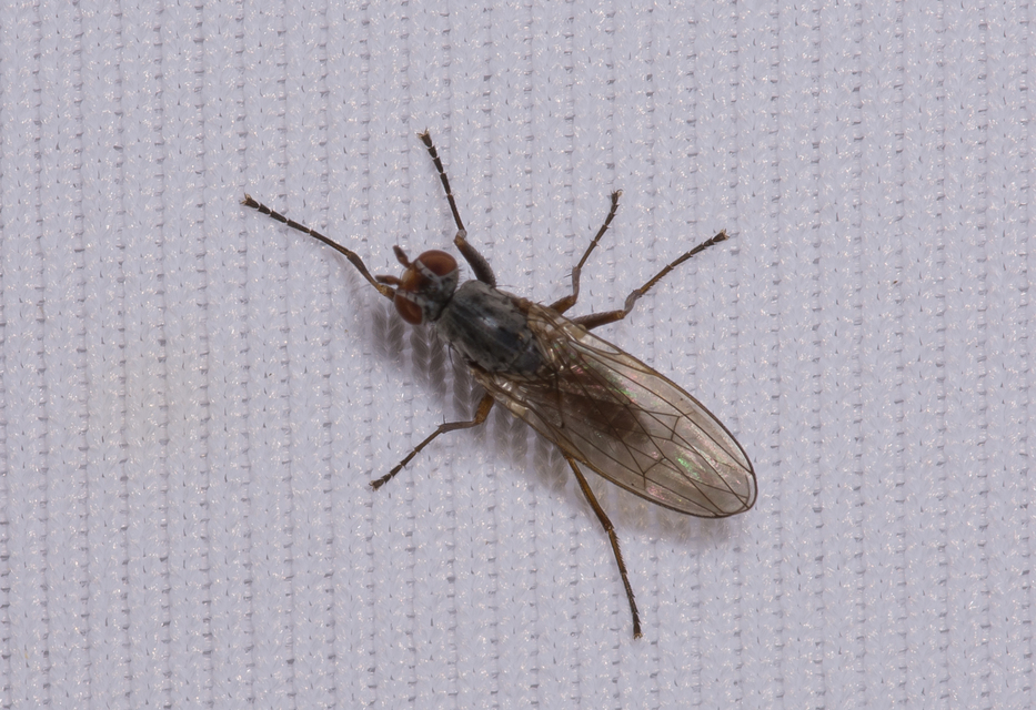 Heleomyzidae - tüskésszárnyú legyek
