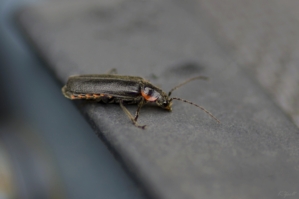 Cantharis obscura - sötét lágybogár