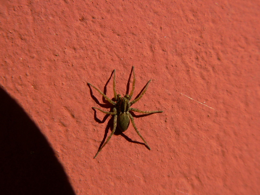 Pardosa