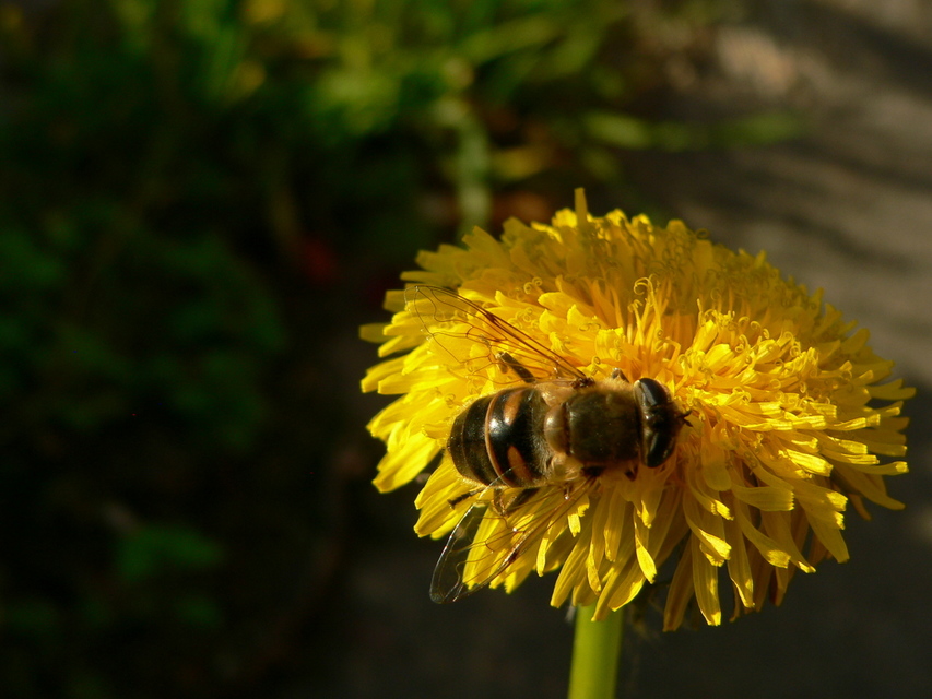 Eristalis tenax - közönséges herelégy