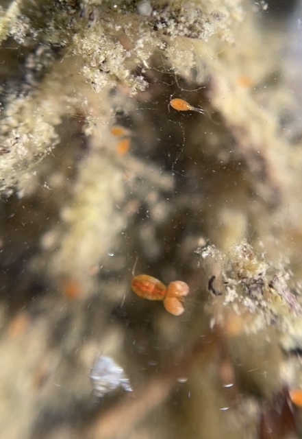 Crustacea - Rákok