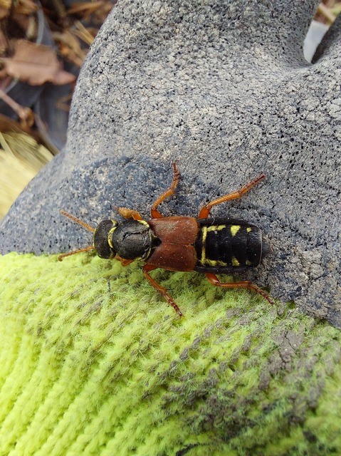 Staphylinus caesareus - aranysujtásos holyva