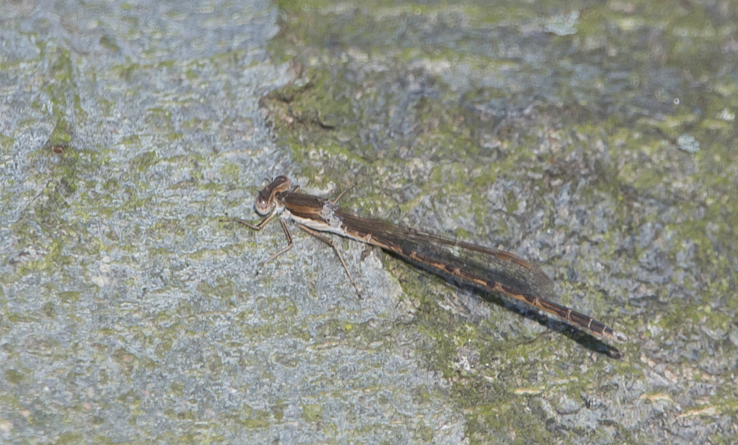 Sympecma fusca - téli rablószitakötő