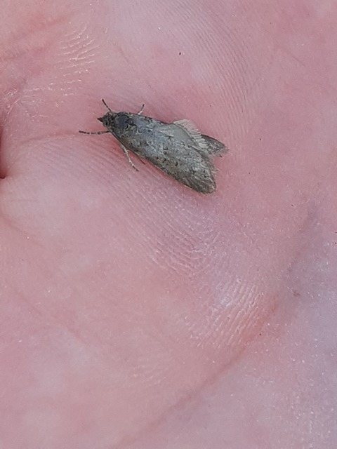 Tortricodes alternella - tavaszi sodrómoly