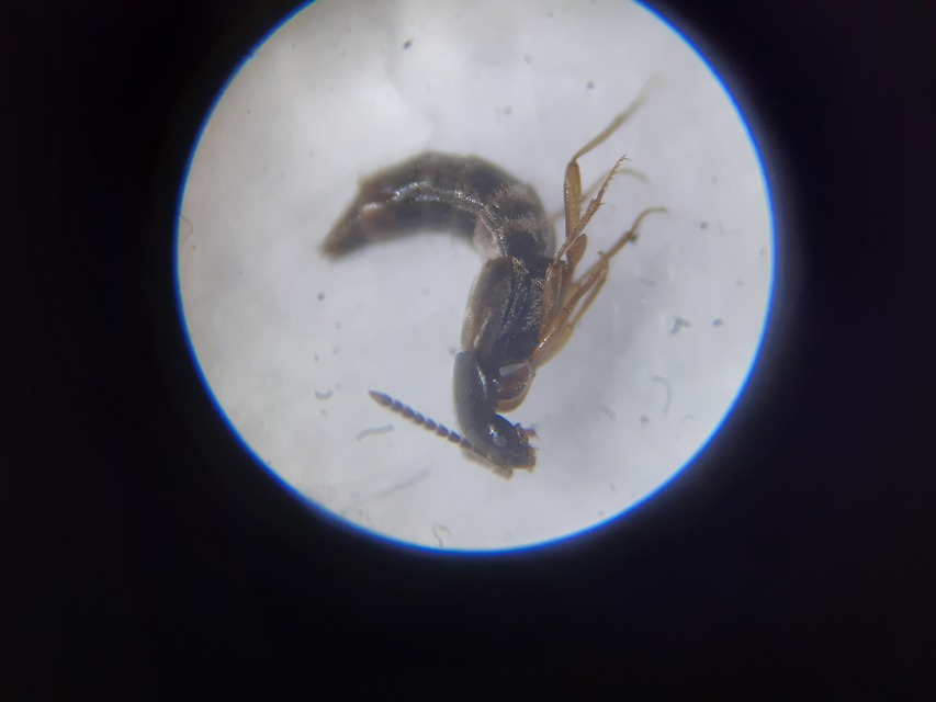 Oxypoda