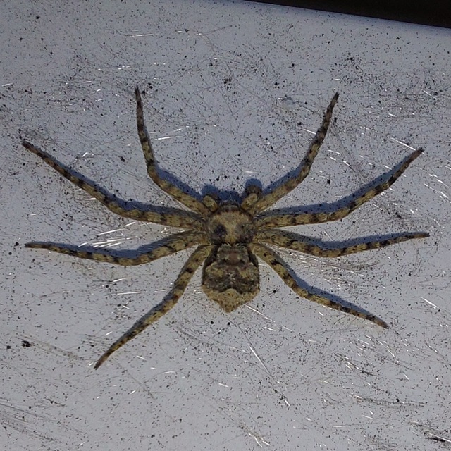 Philodromus poecilus - cifra karolópók