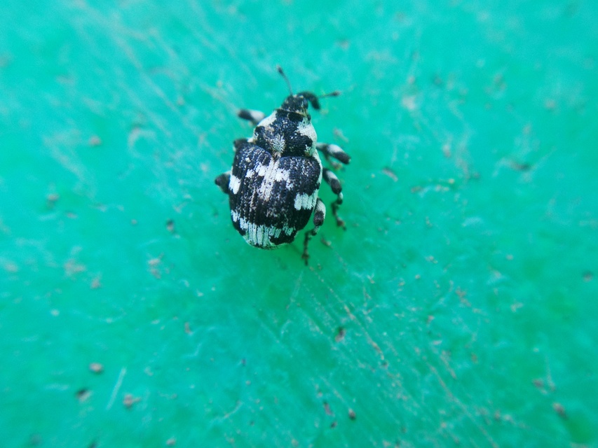 Hadroplontus trimaculatus - háromfoltos aszatormányos