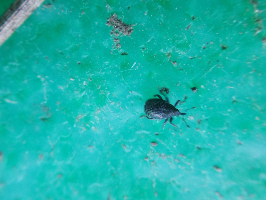 Ceutorhynchus atomus - szőrös ceutormányos