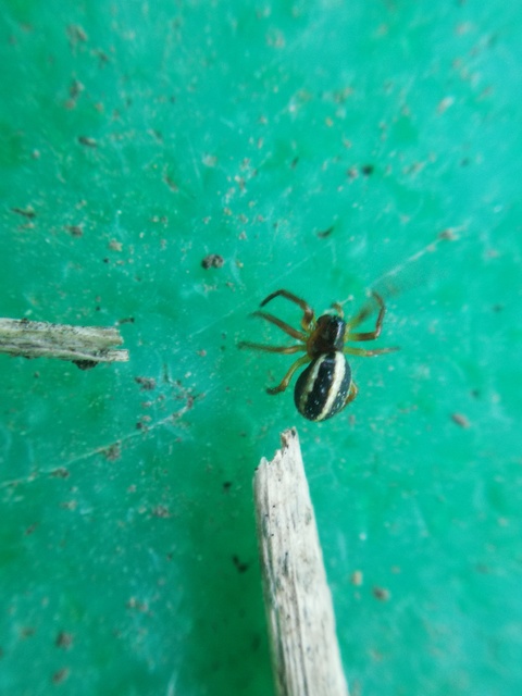 Hypsosinga