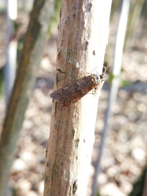 Tortricodes alternella - tavaszi sodrómoly