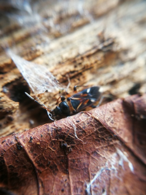 Raglius alboacuminatus - tarka díszesbodobács