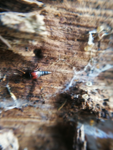 Sepedophilus marshami - közönséges pihésholyva Sepedophilus marshami - közönséges pihésholyva