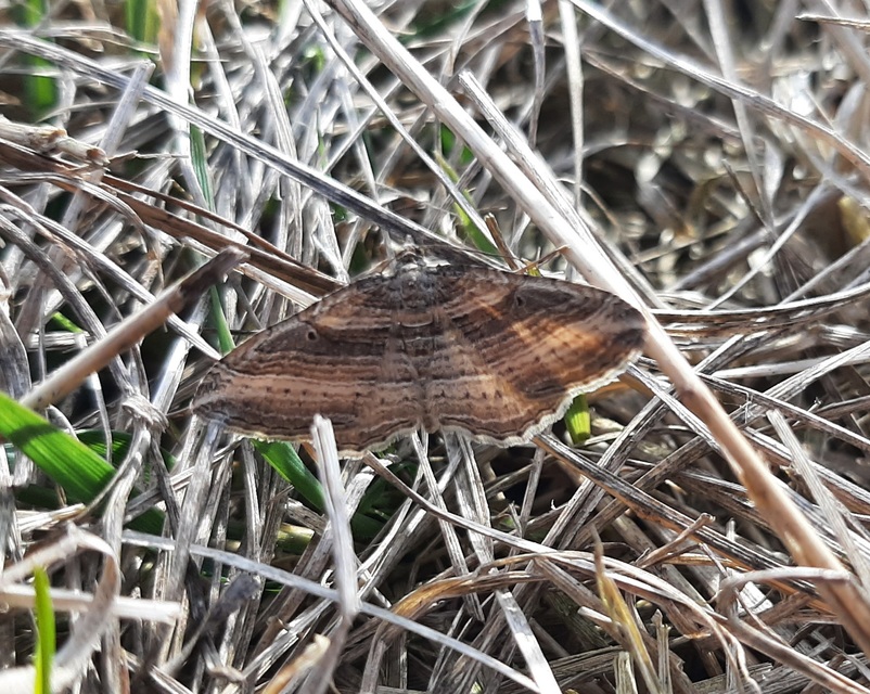 Costaconvexa polygrammata - soksávú araszoló