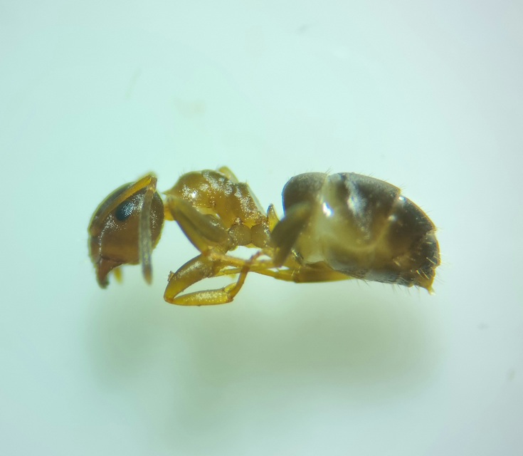 Lasius brunneus - rozsdáshátú feketehangya