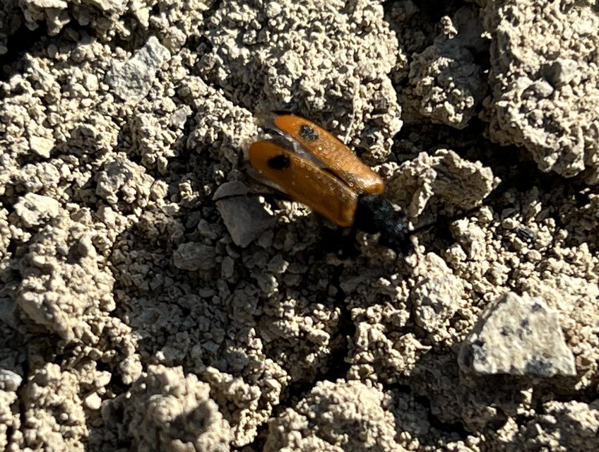 Apalus bimaculatus - kétfoltos élősdibogár