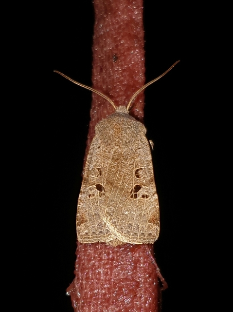 Conistra rubiginosa - szürke télibagoly
