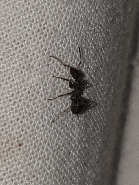 Formica fusca - kormos rabszolgahangya