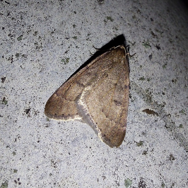 Theria rupicapraria - tavaszi kökényaraszoló