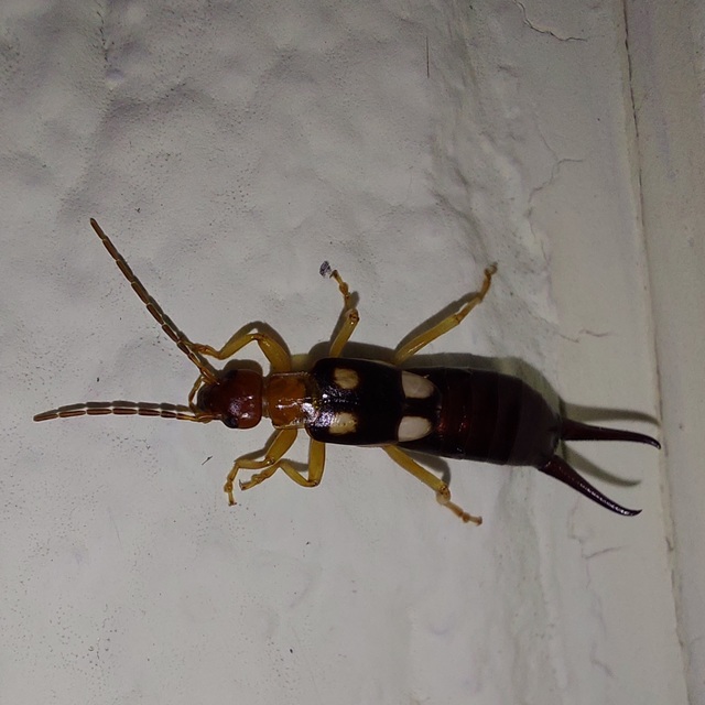 Forficula smyrnensis - szmirnai fülbemászó