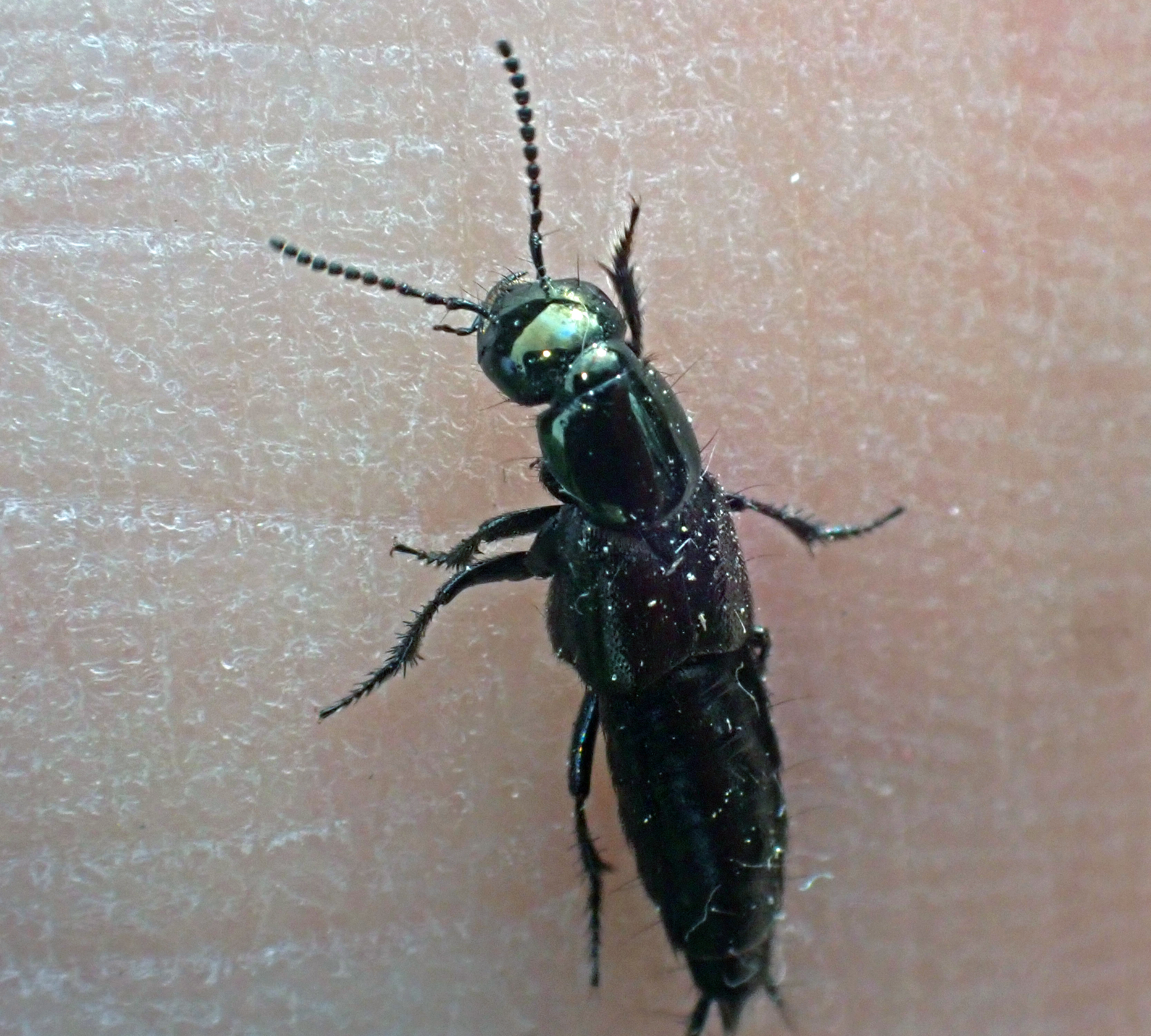 Philonthus intermedius - zöldes ganajholyva