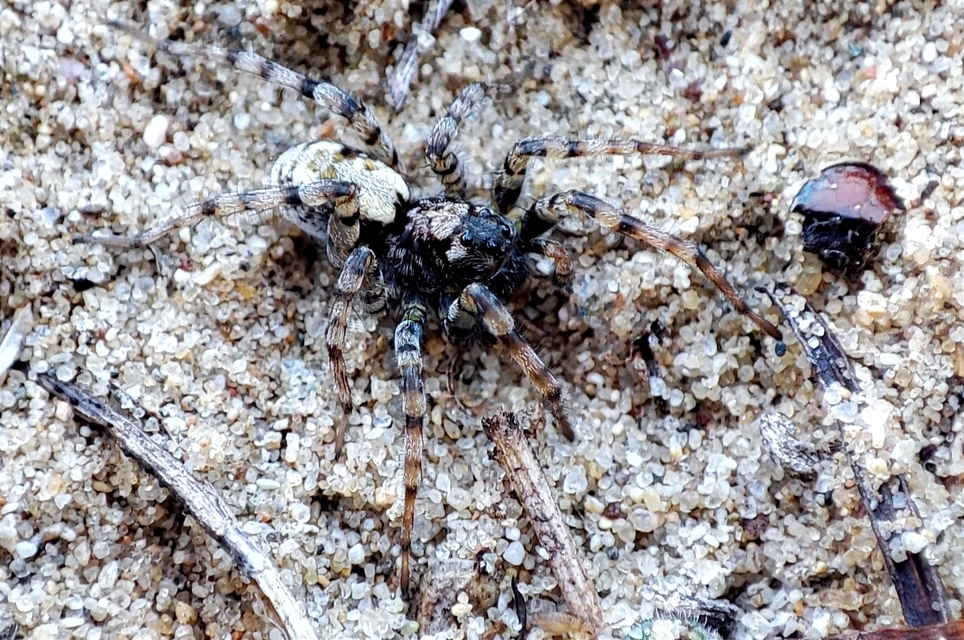 Arctosa perita - tarka farkaspók