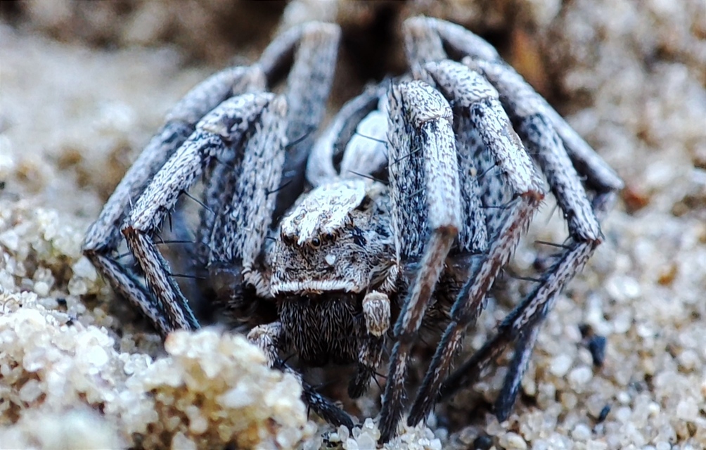 Thanatus arenarius