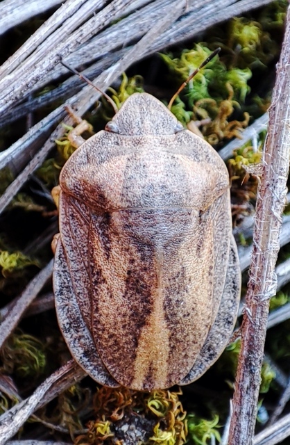 Eurygaster Eurygaster