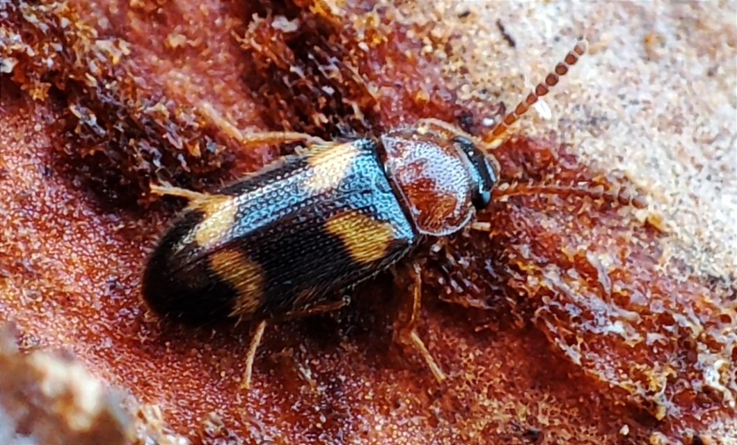 Mycetophagus fulvicollis - sárganyakú gombabogár
