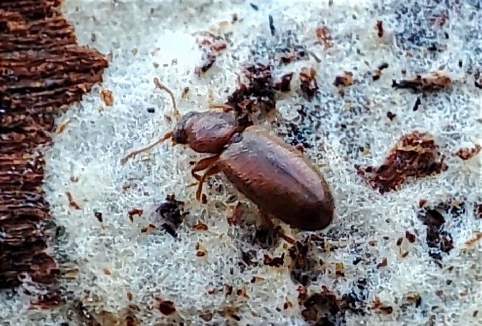 Cryptophagidae - penészbogárfélék