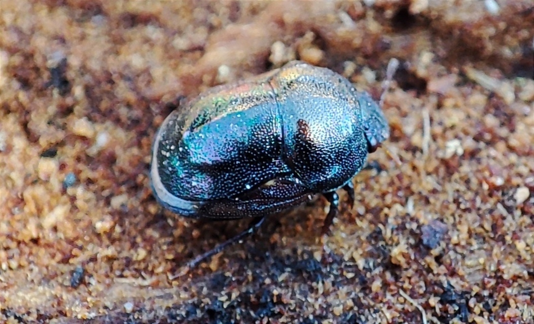 Thyreocoris scarabaeoides - fémes földipoloska