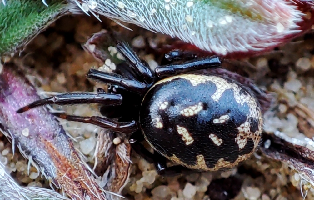 Steatoda albomaculata - koszorús törpepók