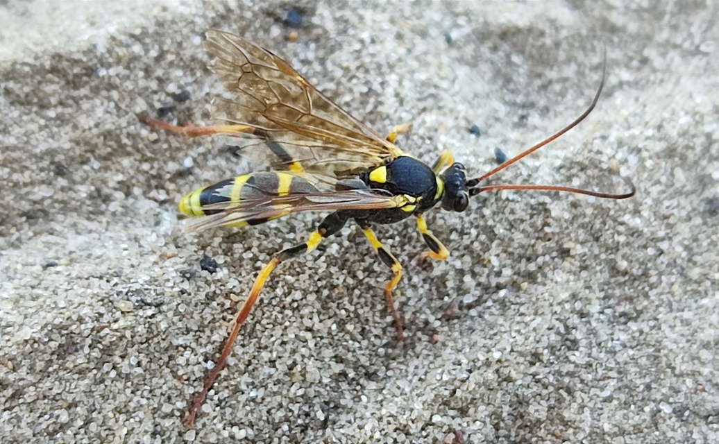 Amblyteles armatorius - fűbagolyfürkész