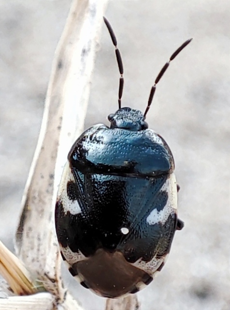 Tritomegas bicolor - foltos földipoloska