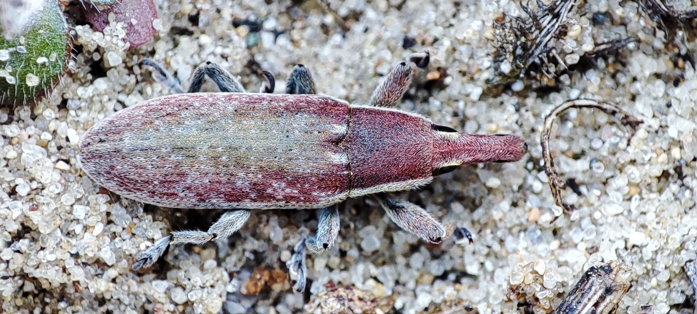 Lixus vilis - gémorr-dudvabarkó
