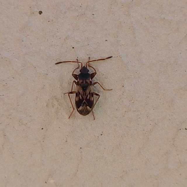 Scolopostethus Scolopostethus