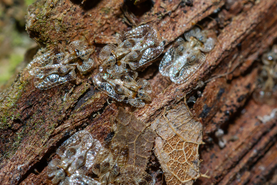 Corythucha arcuata - tölgy-csipkéspoloska