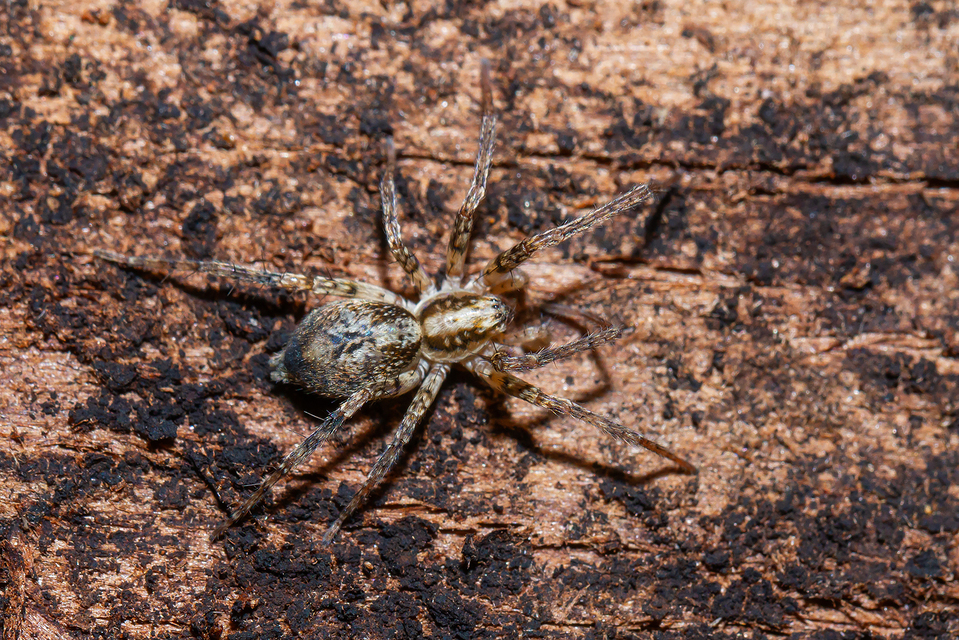 Anyphaena accentuata - jegyespók