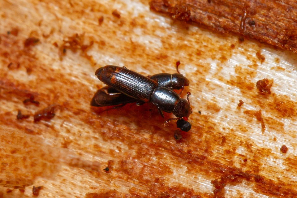 Rhizophagus bipustulatus - kétpettyes törekbogár