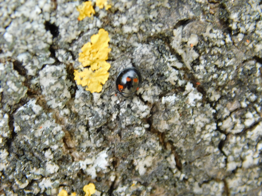 Exochomus quadripustulatus - négyfoltos szerecsenkata
