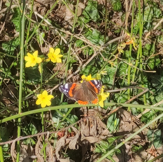 Vanessa atalanta - atalantalepke